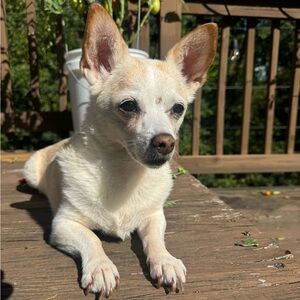 Live Show Notifications